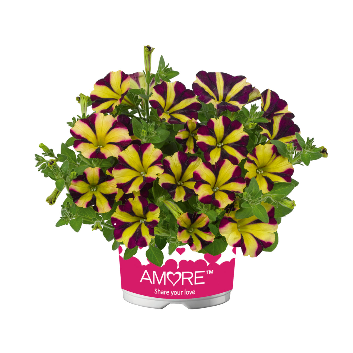 Petunia hang (Surfinia)