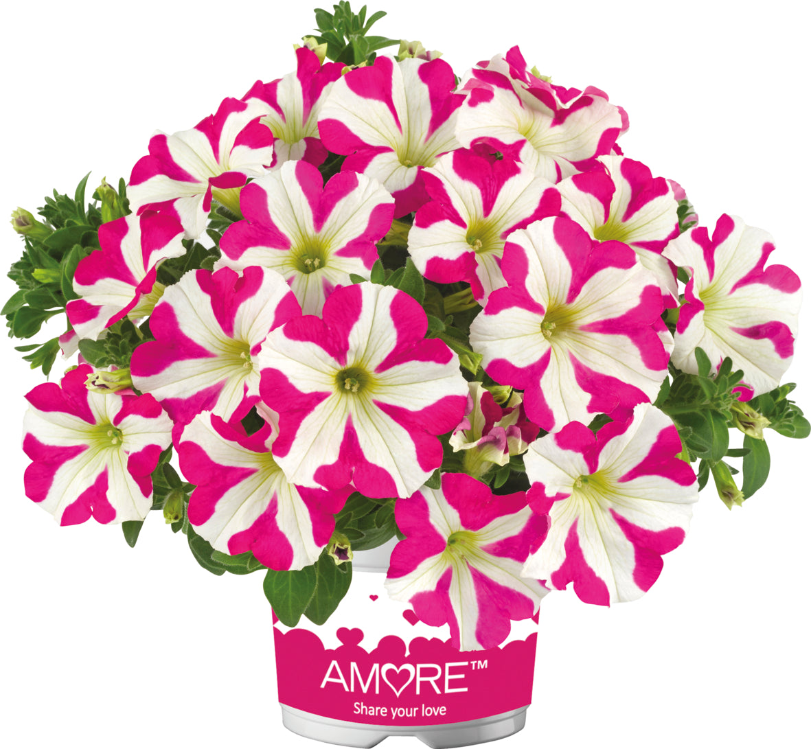 Petunia hang (Surfinia)