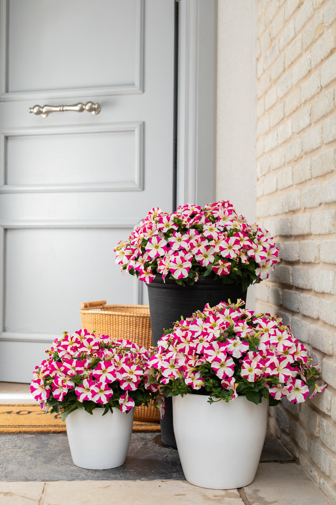 Petunia hang (Surfinia)