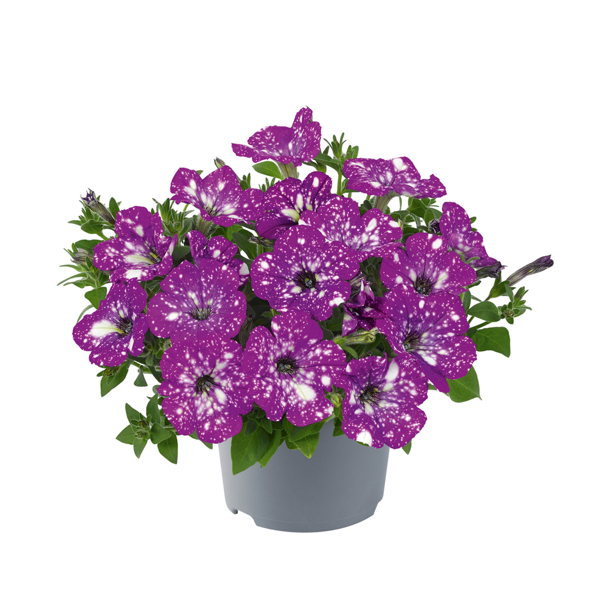 Petunia hang (Surfinia)