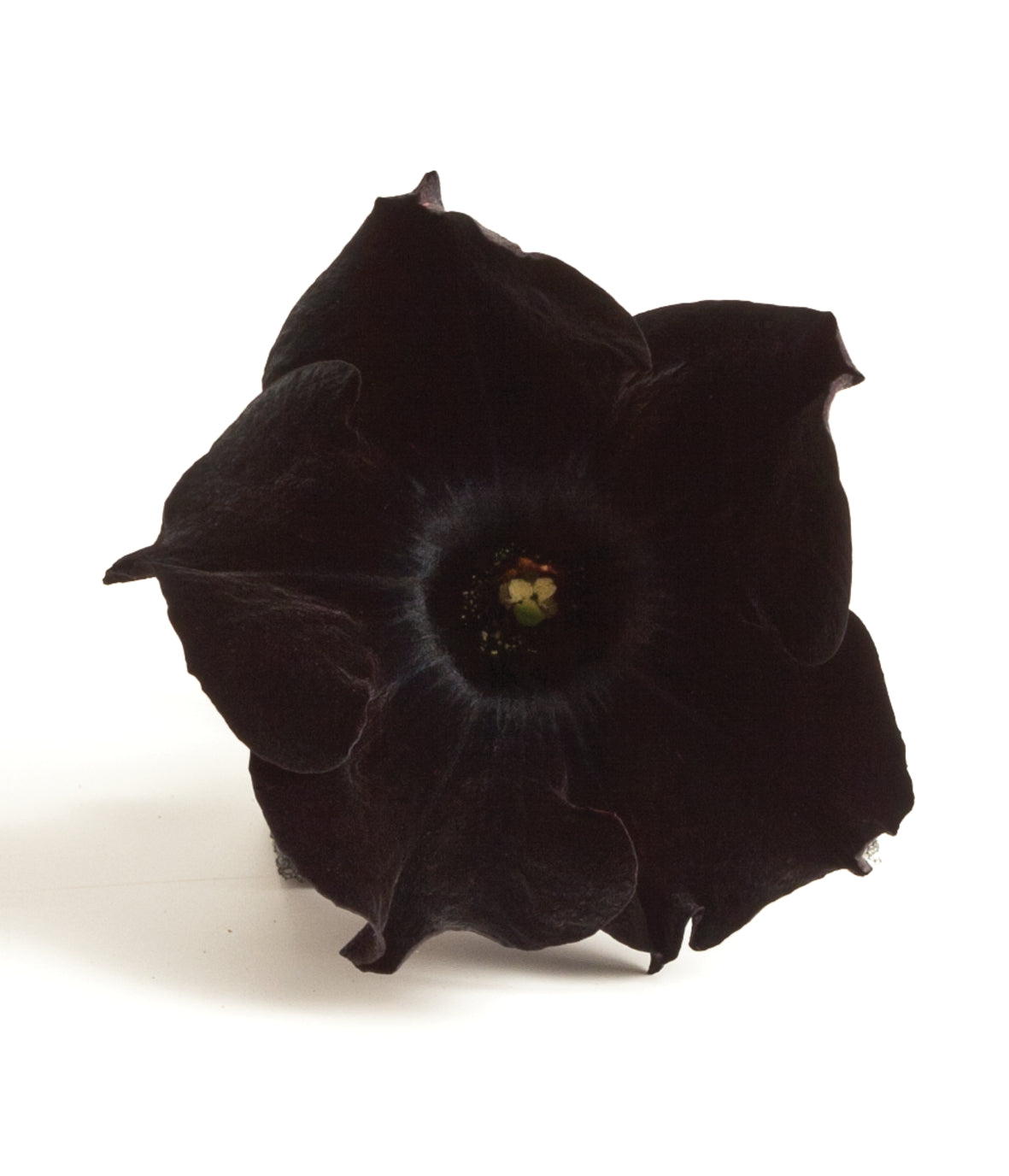 Petunia hang (Surfinia)