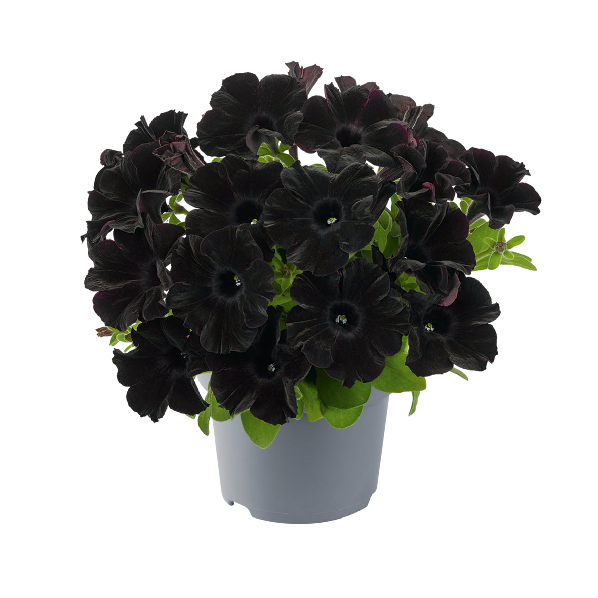 Petunia hang (Surfinia)