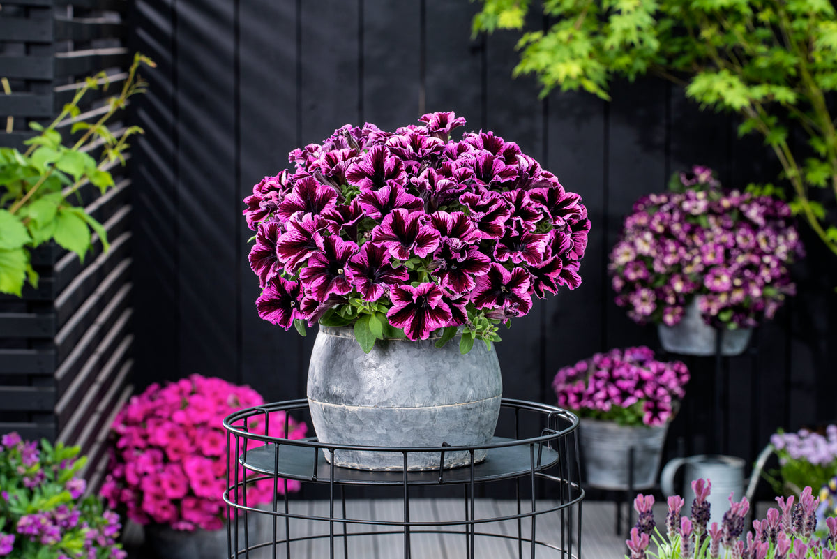 Petunia hang (Surfinia)