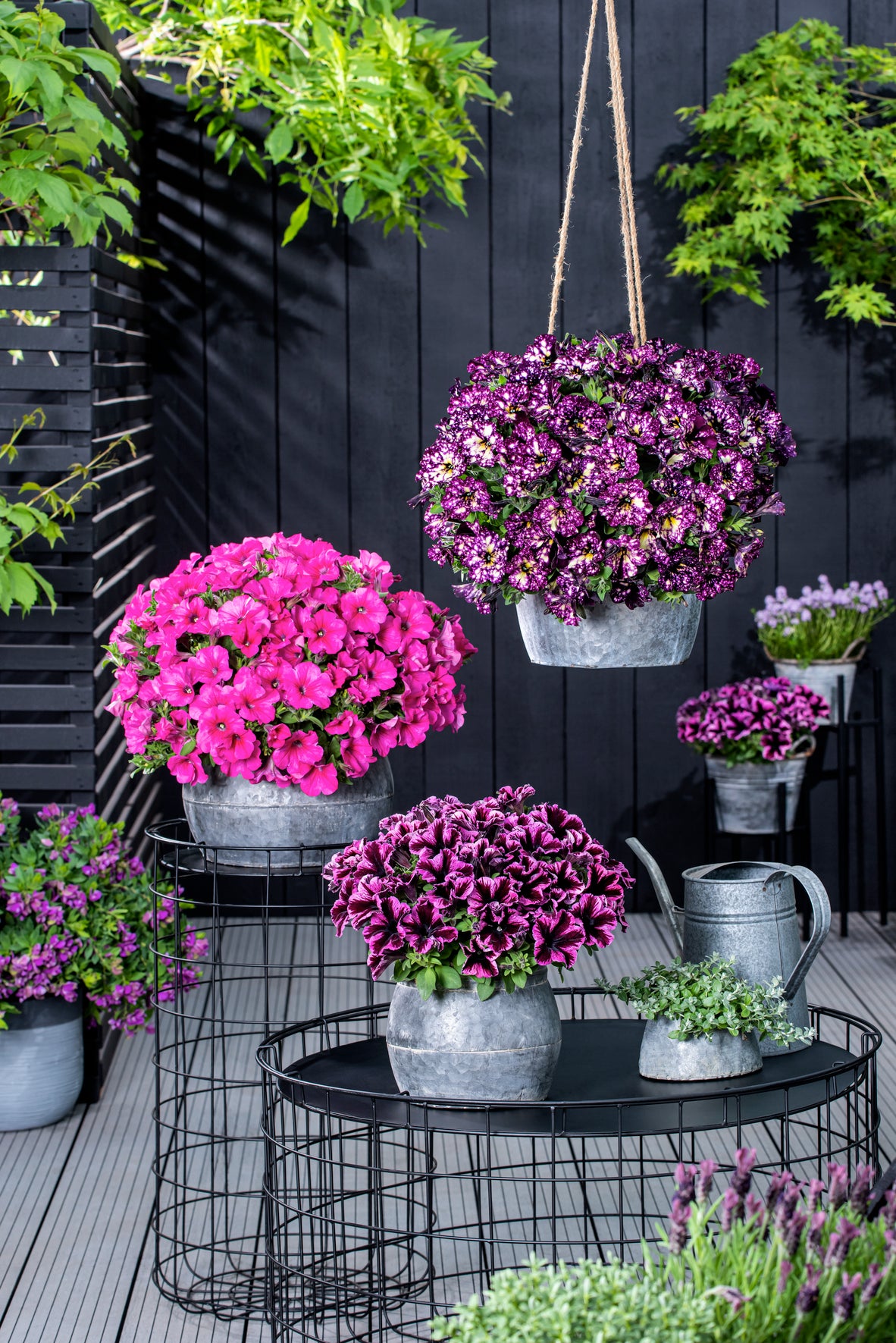 Petunia hang (Surfinia)
