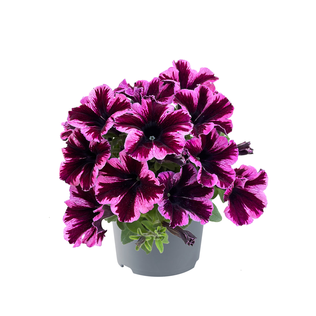 Petunia hang (Surfinia)