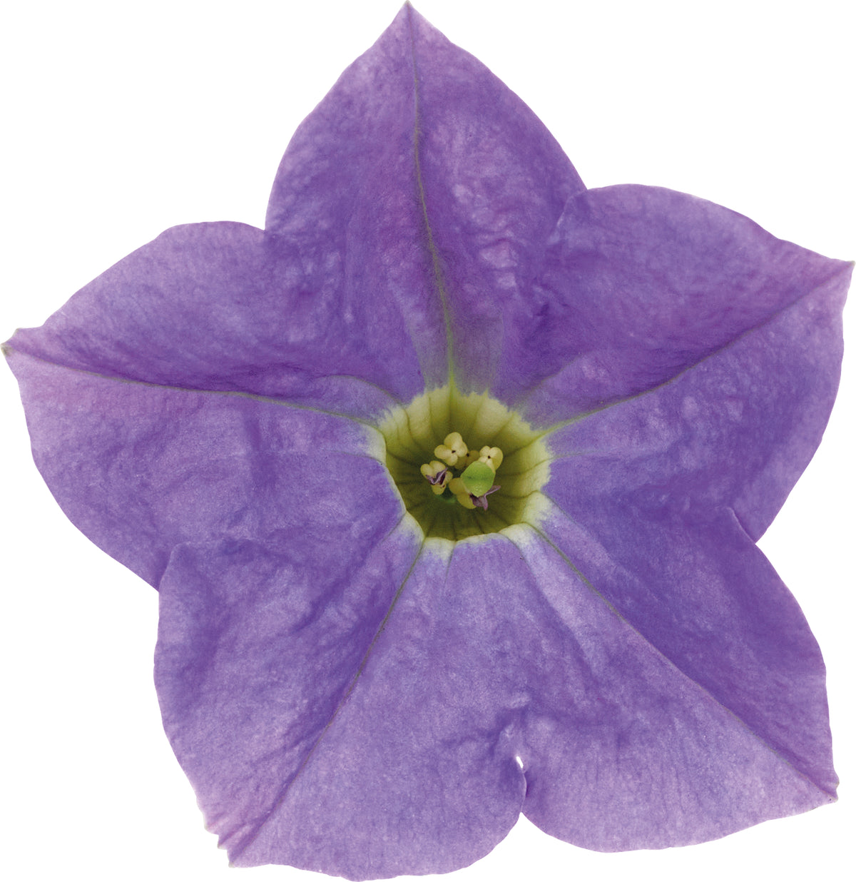 Petunia hang (Surfinia)