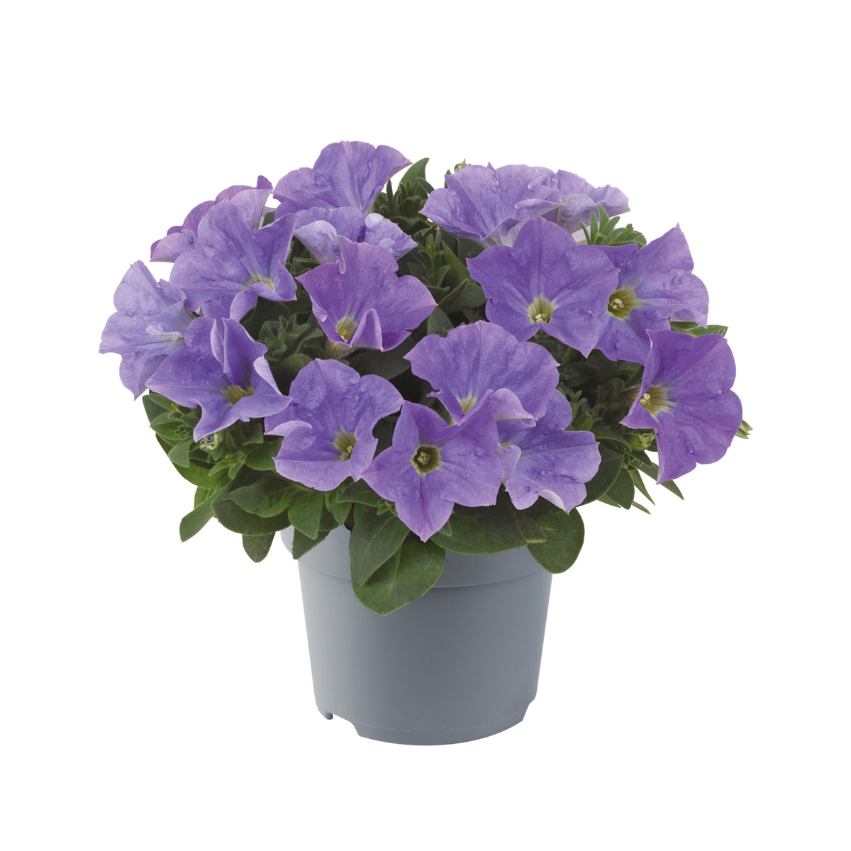 Petunia hang (Surfinia)
