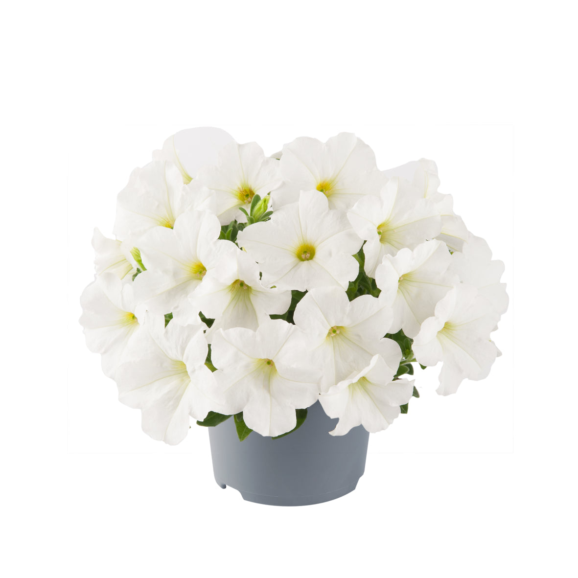 Petunia hang (Surfinia)