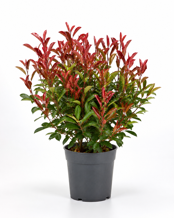 Photinia fraseri 'Carré Rouge'