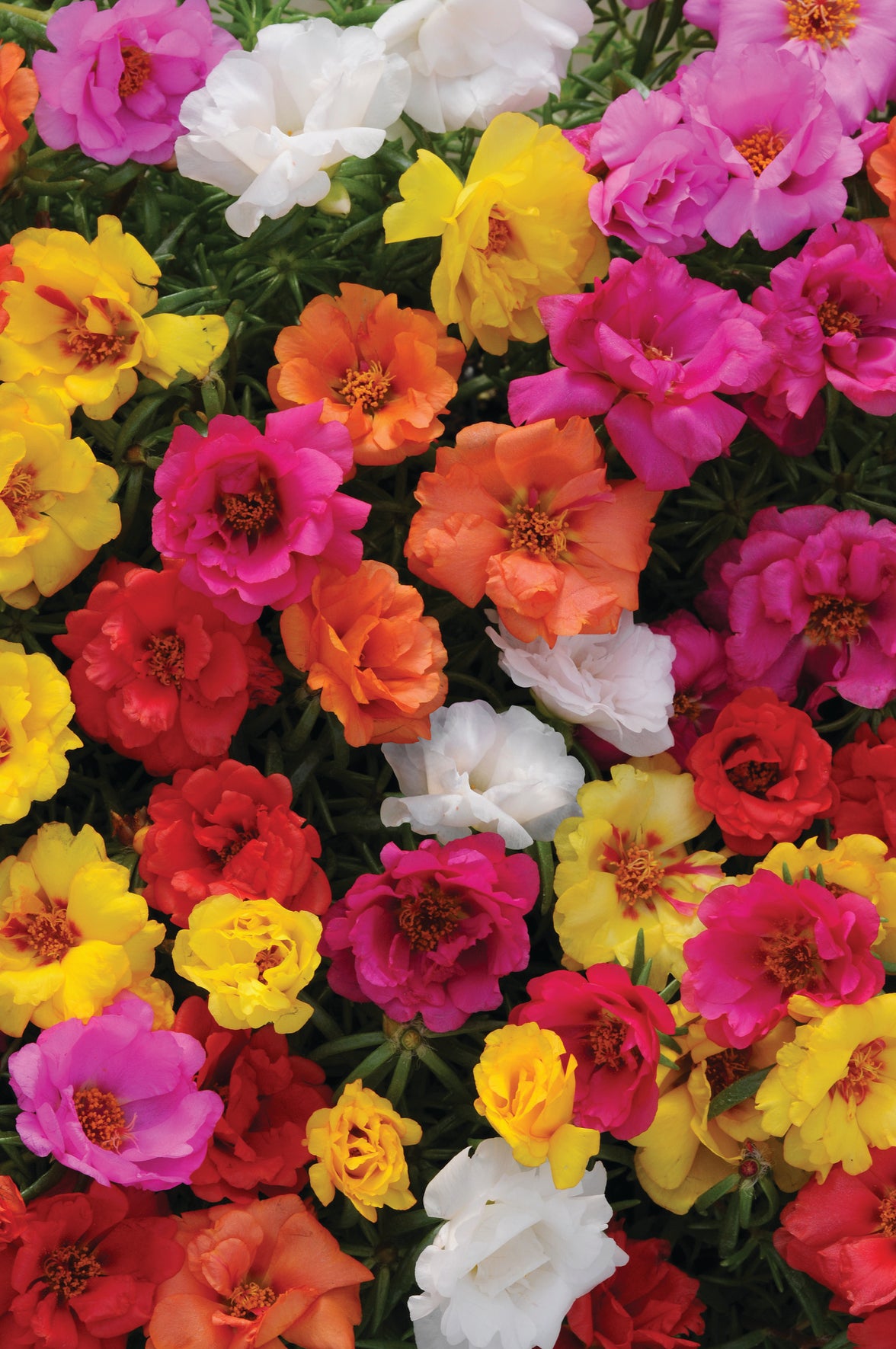 Portulaca (postelein) 'Mix Master'