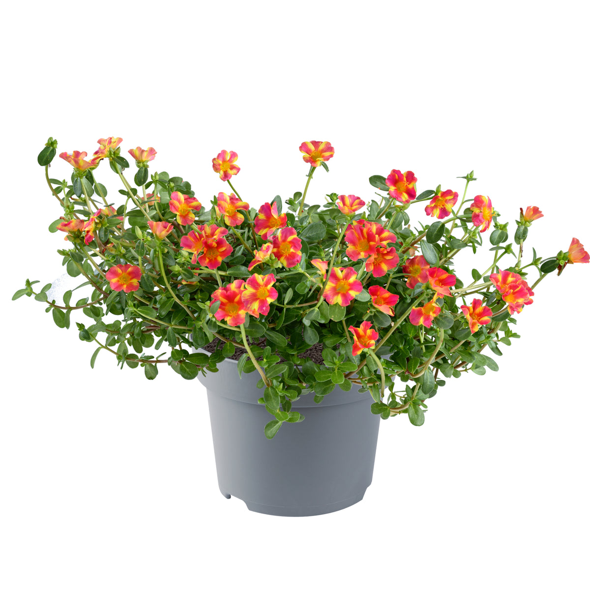 Portulaca (postelein)