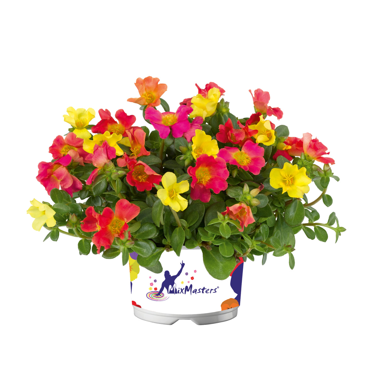 Portulaca (postelein) 'Mix Master'