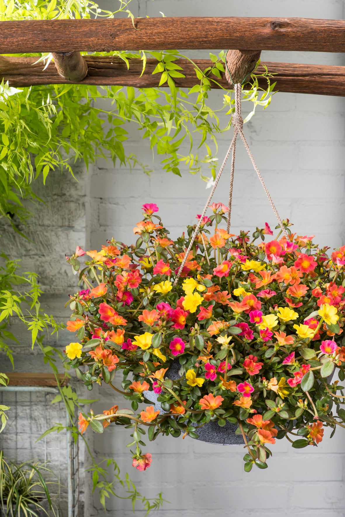 Portulaca (postelein) 'Mix Master'