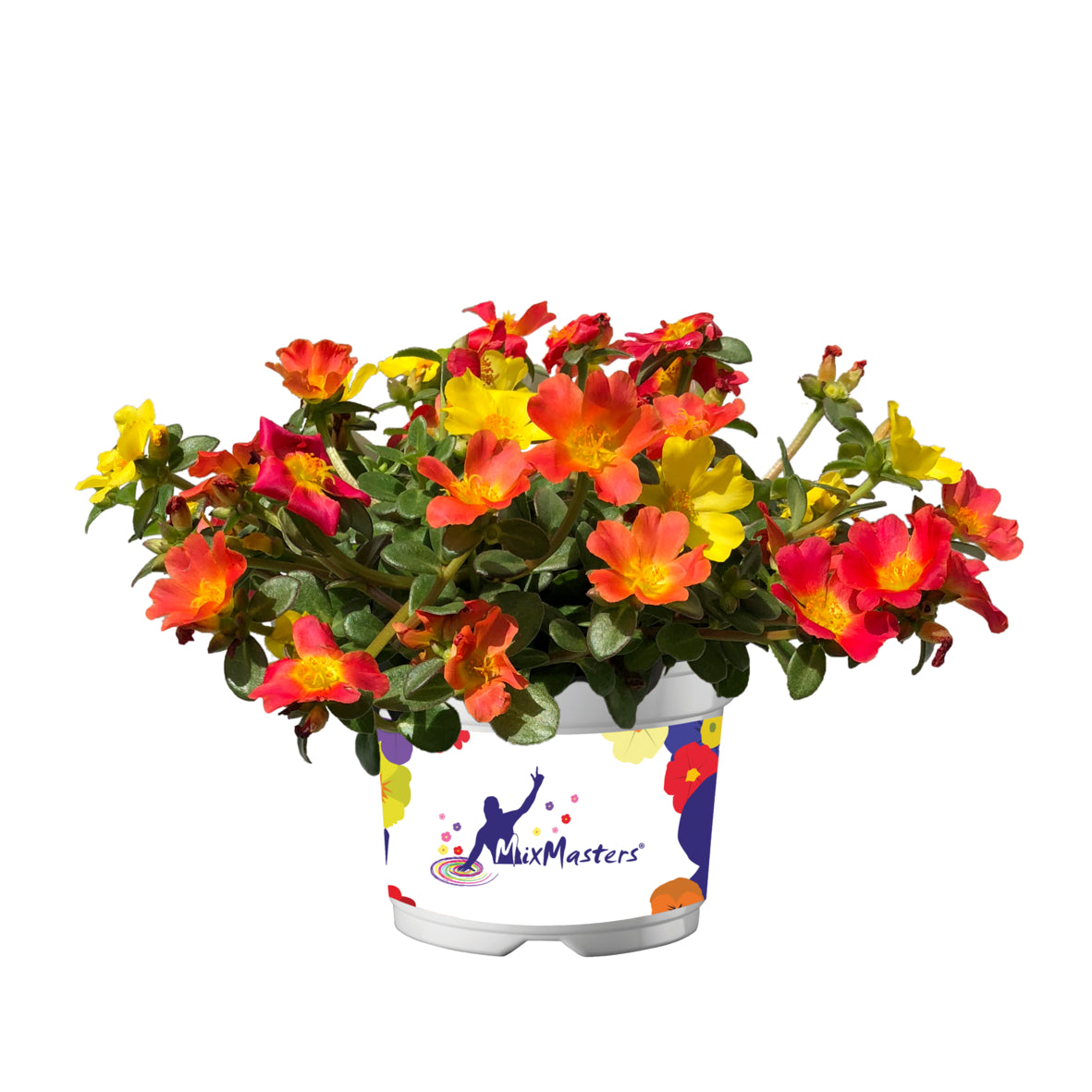 Portulaca (postelein) 'Mix Master'