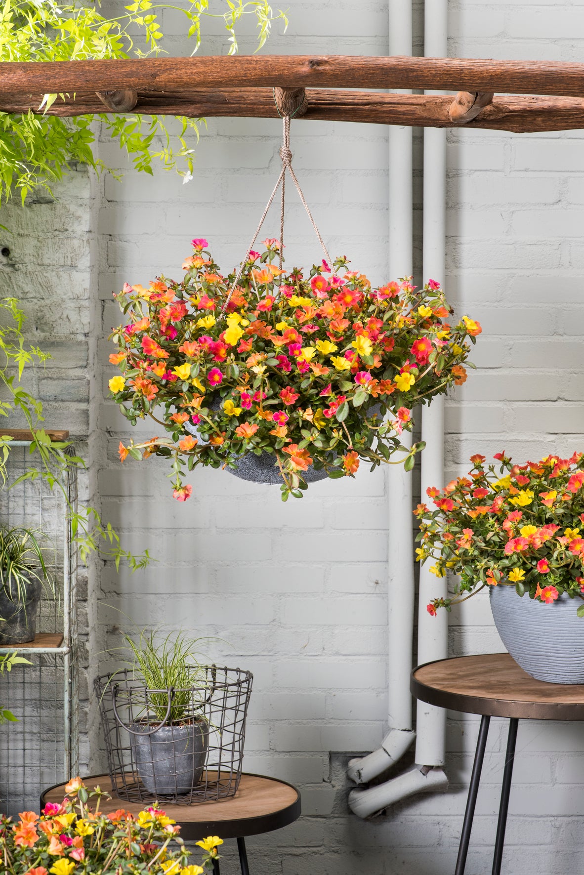 Portulaca (postelein) 'Mix Master'
