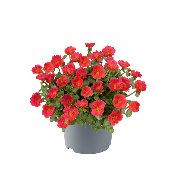 Portulaca (postelein)
