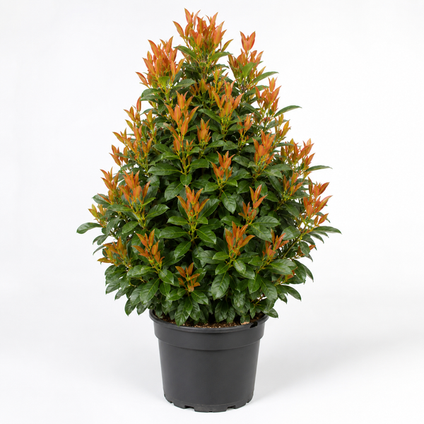 Prunus laurocerasus 'Bonaparte'