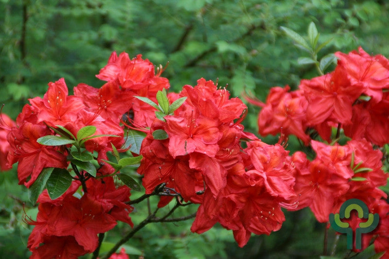 Azalea knaphill 'Satan'