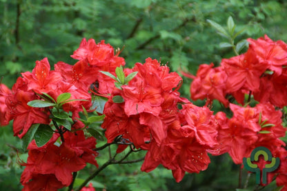 Azalea knaphill 'Satan'