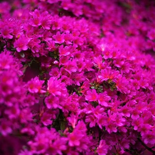 Azalea japonica 'Amoenum'