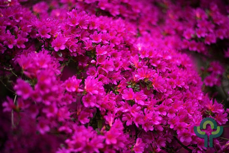 Azalea japonica 'Amoenum'