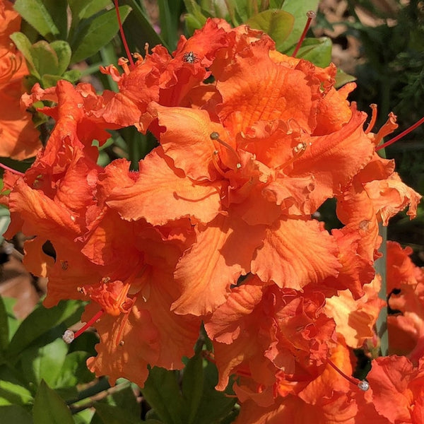 Azalea knaphill 'Gibraltar'