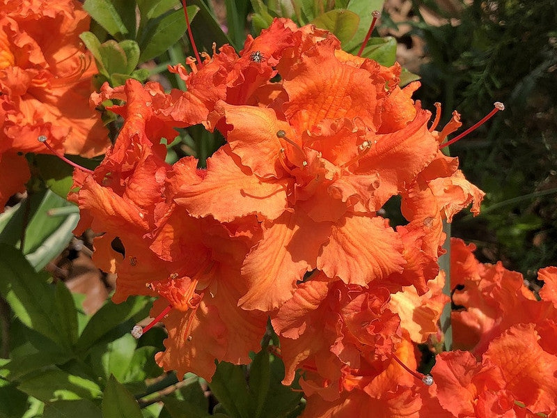 Azalea knaphill 'Gibraltar'