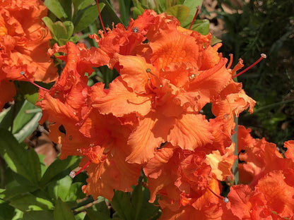 Azalea knaphill 'Gibraltar'
