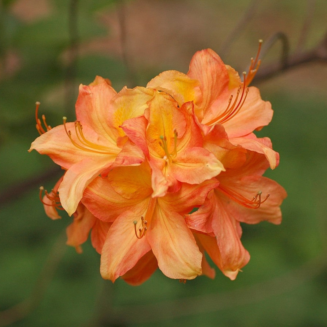 Azalea knaphill 'Golden Eagle'