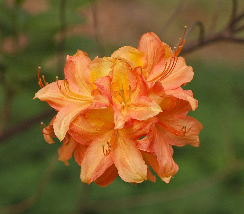 Azalea knaphill 'Golden Eagle'
