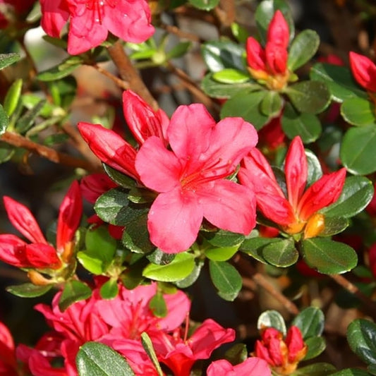 Azalea japonica 'Hino Crimson'