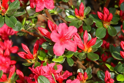 Azalea japonica 'Hino Crimson'