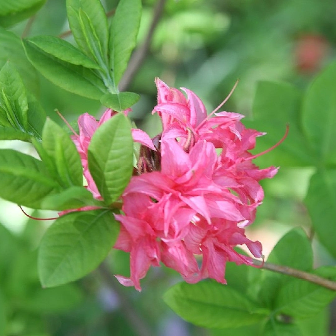 Azalea knaphill 'Homebush'