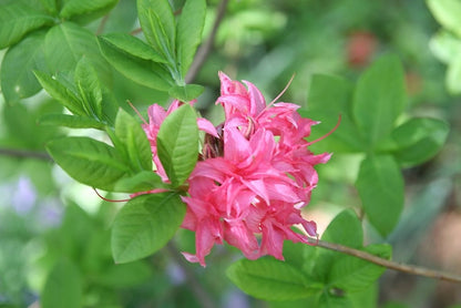 Azalea knaphill 'Homebush'