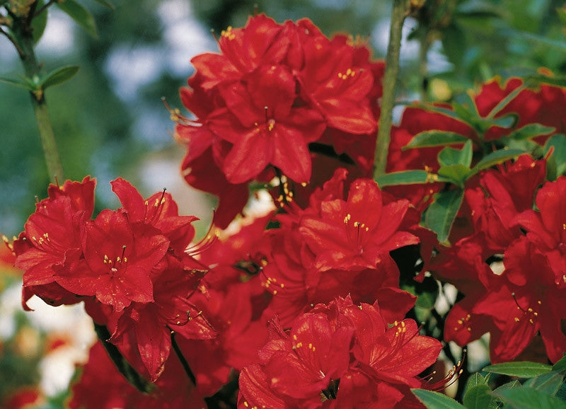 Azalea knaphill 'Nabucco'