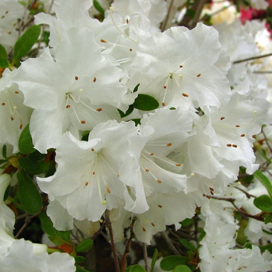 Azalea japonica 'Adonis'