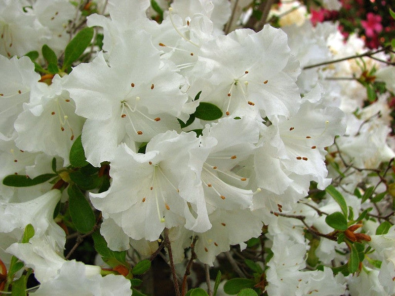 Azalea japonica 'Adonis'