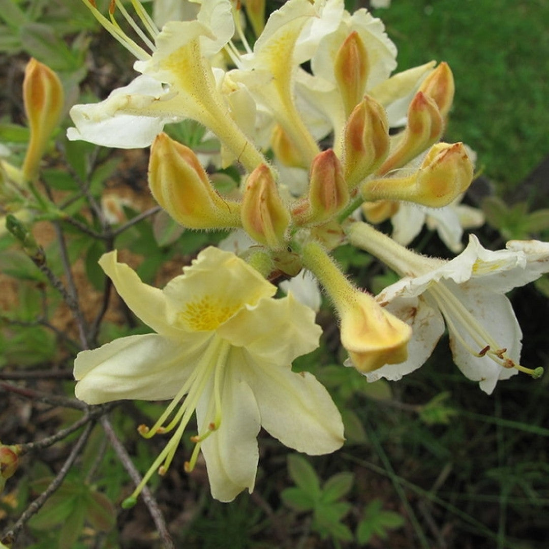 Azalea knaphill 'Daviesii'