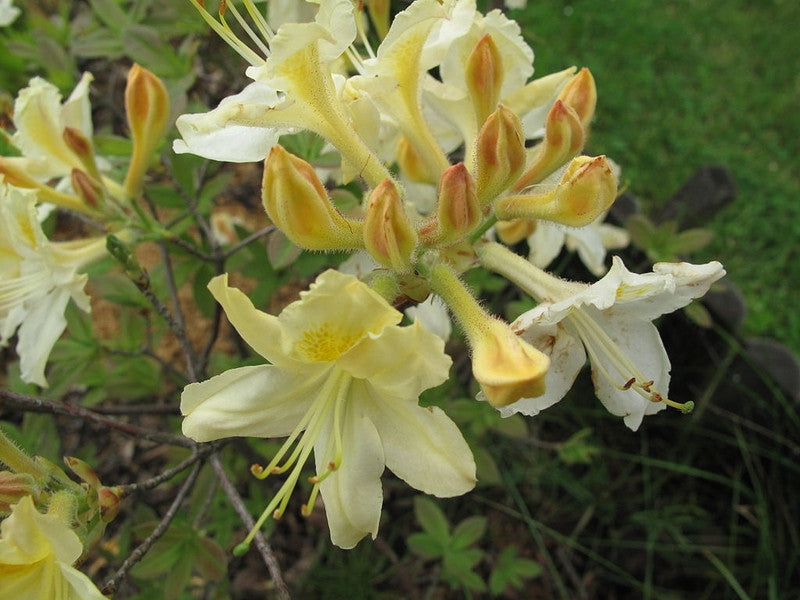Azalea knaphill 'Daviesii'