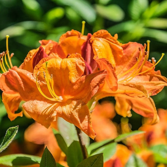 Azalea knaphill 'Glowing Embers'