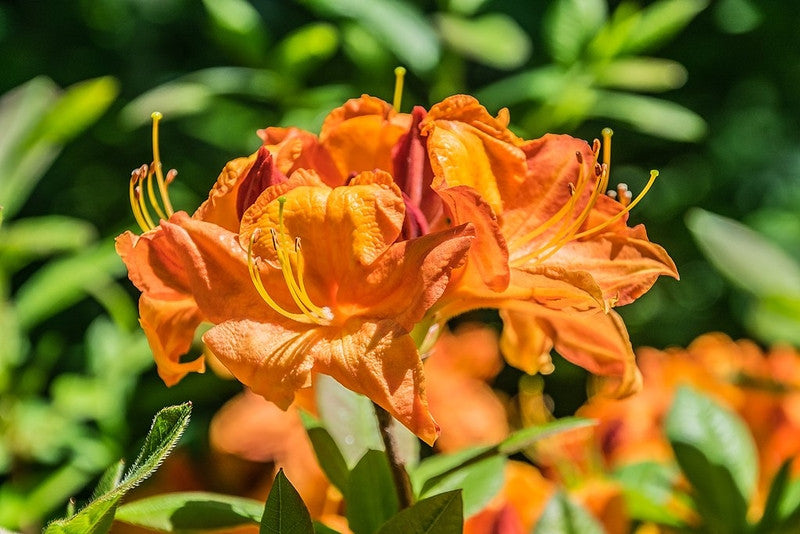 Azalea knaphill 'Glowing Embers'