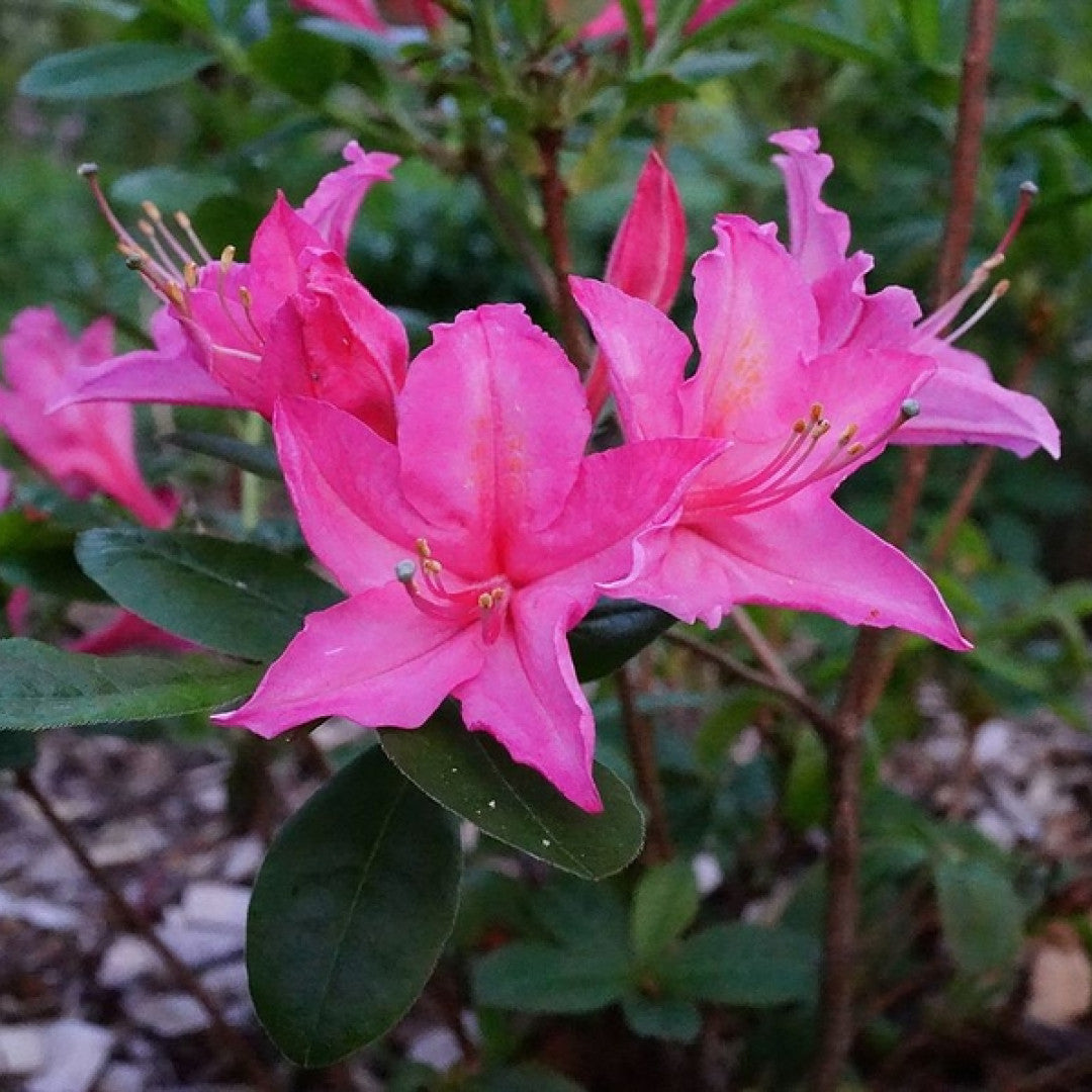 Azalea viscosum 'Jolie Madame'