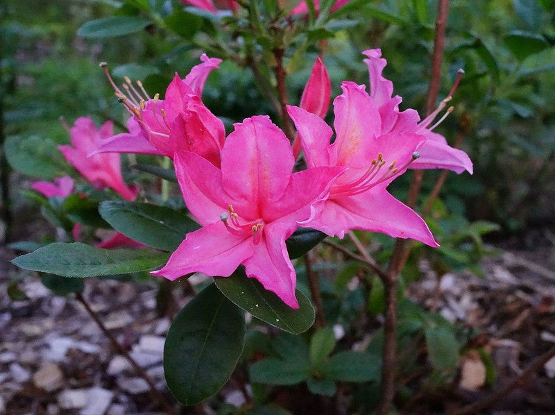 Azalea viscosum 'Jolie Madame'