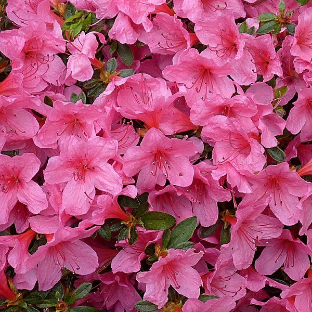 Azalea japonica 'Madame v. Hecke'