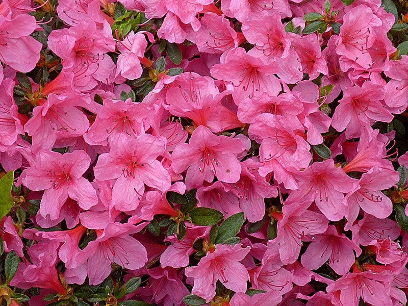 Azalea japonica 'Madame v. Hecke'