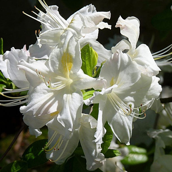 Azalea knaphill 'Persil'