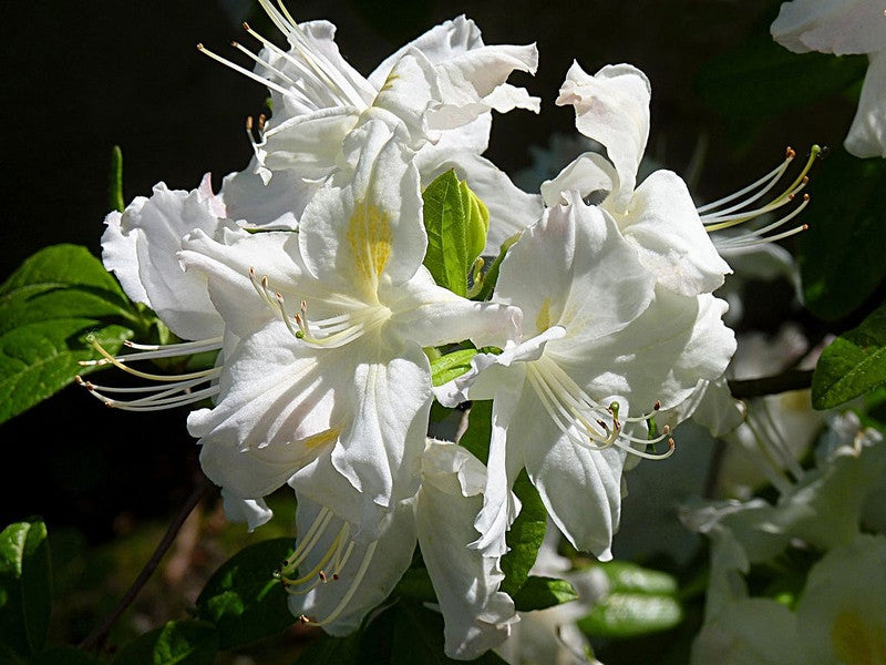 Azalea knaphill 'Persil'