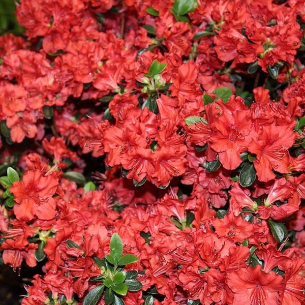 Azalea japonica 'Stewartstonian'