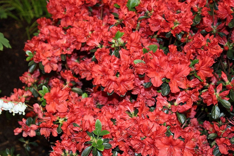 Azalea japonica 'Stewartstonian'