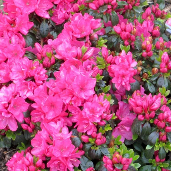 Azalea japonica 'Anne Frank'